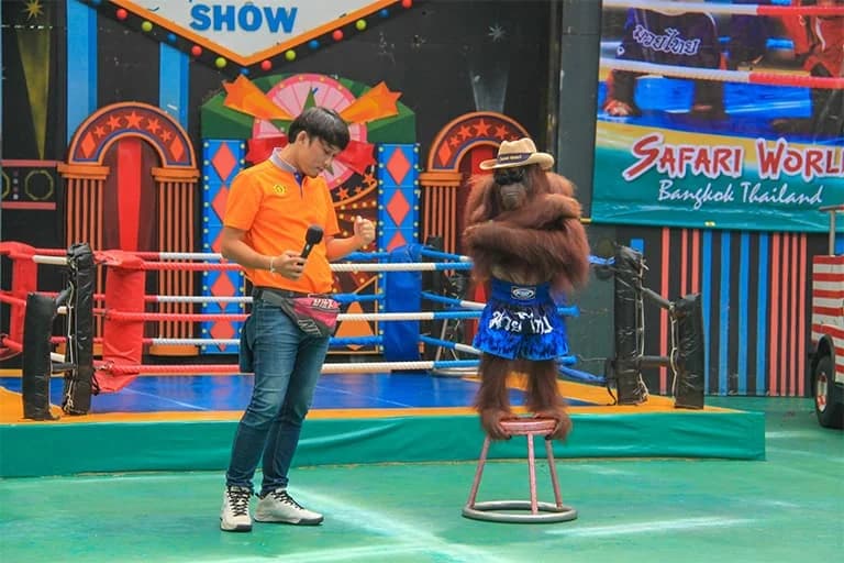 Safari Park and Marine Park Admission+ Buffet Lunch Ticket Non-Thai Residents